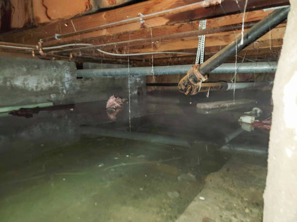 Best Water damage restoration specialists  in USA